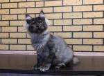Dora - Maine Coon Cat For Sale/Retired Breeding - Jamesville&comma; NY&comma; US