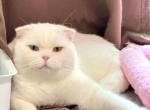 Love - Scottish Fold Cat For Sale - 