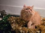 Sweetheart Red Persian - Persian Kitten For Sale - Satellite Beach&comma; FL&comma; US