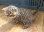 Exotic tabby boy - Exotic Kitten For Sale - Palm Coast&comma; FL&comma; US