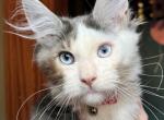 Artemis - Maine Coon Kitten For Sale - Rogersville&comma; MO&comma; US