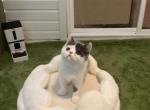 Scottish straight - Scottish Straight Kitten For Sale - PA&comma; US