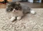 Scottish fold - Scottish Fold Kitten For Sale - PA&comma; US