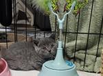 Benja - Scottish Straight Kitten For Sale - New York&comma; NY&comma; US