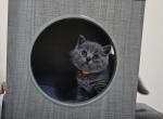 Lisa - Scottish Straight Kitten For Sale - New York&comma; NY&comma; US