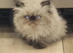 Seal point female Himalayan persian - Himalayan Kitten For Sale - Philadelphia&comma; PA&comma; US