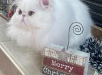 Simon - Persian Kitten For Sale - Chowchilla&comma; CA&comma; US