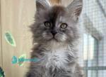 Zinovy Polydactyl - Maine Coon Kitten For Sale - Hollywood&comma; FL&comma; US