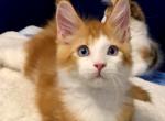 Dessert - Maine Coon Kitten For Sale - Hollywood&comma; FL&comma; US