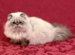 Meet Shadow   Seal Lynx Point Kitten - Himalayan Cat For Sale - Marietta&comma; GA&comma; US