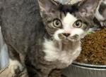 Nellie - Devon Rex Kitten For Sale - Redding&comma; CA&comma; US