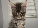 Simba - Maine Coon Kitten For Sale - Hatboro&comma; PA&comma; US