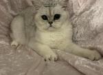 Bonni - British Shorthair Kitten For Sale - Fort Wayne&comma; IN&comma; US