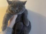 Charles - British Shorthair Kitten For Sale - Fort Wayne&comma; IN&comma; US