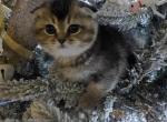 Nala - Scottish Fold Kitten For Sale - Naperville&comma; IL&comma; US