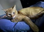 Cash - Abyssinian Cat For Sale - Tulsa&comma; OK&comma; US