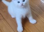 Snow - Domestic Kitten For Sale - Everett&comma; MA&comma; US