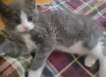 Grey - Domestic Kitten For Sale - Everett&comma; MA&comma; US