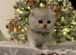 Scottish Fold British Shorthair kittens - Scottish Fold Kitten For Sale - NY&comma; US