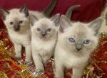 Solsal - Siamese Kitten For Sale - CO&comma; US