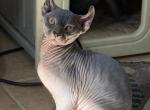 Elf - Sphynx Kitten For Sale - Miami&comma; FL&comma; US