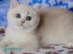 Nyssa - British Shorthair Kitten For Sale - Norwalk&comma; CT&comma; US