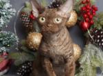 Goldi - Devon Rex Kitten For Sale - Norwalk&comma; CT&comma; US