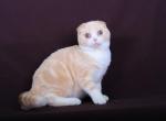 Creamy Sweetness - Scottish Fold Kitten For Sale - NH&comma; US