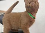 Richy - British Shorthair Kitten For Sale - Pembroke Pines&comma; FL&comma; US