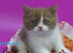 Quartz - British Shorthair Kitten For Sale - Pembroke Pines&comma; FL&comma; US