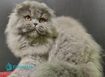 Rumi - Scottish Fold Kitten For Sale - Hollywood&comma; FL&comma; US
