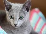 Dublin - Russian Blue Kitten For Sale - Hollywood&comma; FL&comma; US