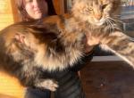 A25 - Maine Coon Kitten For Sale - Benton&comma; KY&comma; US