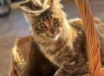 A26 - Maine Coon Kitten For Sale - Benton&comma; KY&comma; US