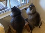 Tommy &Teddy - Persian Cat For Sale - Charlotte&comma; NC&comma; US