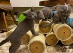 Russian Blue Kitty Litter - Russian Blue Kitten For Sale - Portsmouth&comma; VA&comma; US