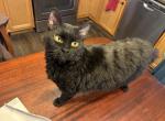 Gaz - Highlander Cat For Sale/Retired Breeding - Mishawaka&comma; IN&comma; US