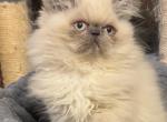 Baby Blue Boy - Himalayan Kitten For Sale - Aledo&comma; TX&comma; US