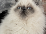 Baby Blue Girl - Himalayan Kitten For Sale - Aledo&comma; TX&comma; US