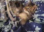 Mocha - Domestic Kitten For Sale - Everett&comma; MA&comma; US