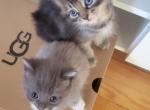 Runty Grey One - Domestic Kitten For Sale - Everett&comma; MA&comma; US