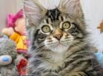 Quasar - Maine Coon Kitten For Sale - Hollywood&comma; FL&comma; US