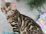 Princess - Bengal Kitten For Sale - Pembroke Pines&comma; FL&comma; US