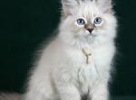 Yakob - Siberian Kitten For Sale - Pembroke Pines&comma; FL&comma; US