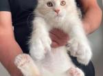 PREMIER LITTERS DUE JANUARY 26 - Maine Coon Kitten For Sale - Union City&comma; MI&comma; US