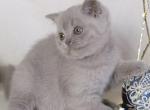 Lilu - British Shorthair Kitten For Sale - Norwalk&comma; CT&comma; US
