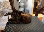 Siberian Mix Kittens - Siberian Kitten For Sale - Silver Spring&comma; MD&comma; US