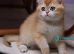 Zorrick - British Shorthair Kitten For Sale - Norwalk&comma; CT&comma; US