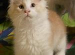 Dreamer - Maine Coon Kitten For Sale - Jamesville&comma; NY&comma; US