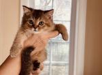 Tom - Scottish Straight Kitten For Sale - Bergenfield&comma; NJ&comma; US